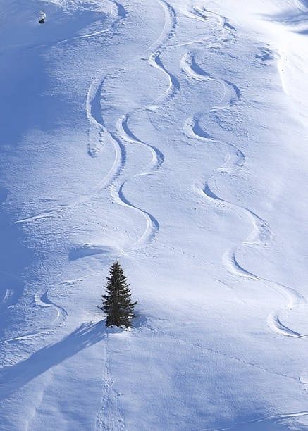 Svingende skispor i urørt puddersnø rundt et enslig grantre